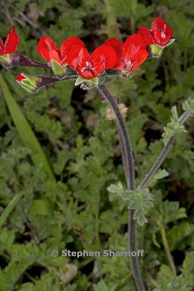 pelargonium fulgidum 1 graphic